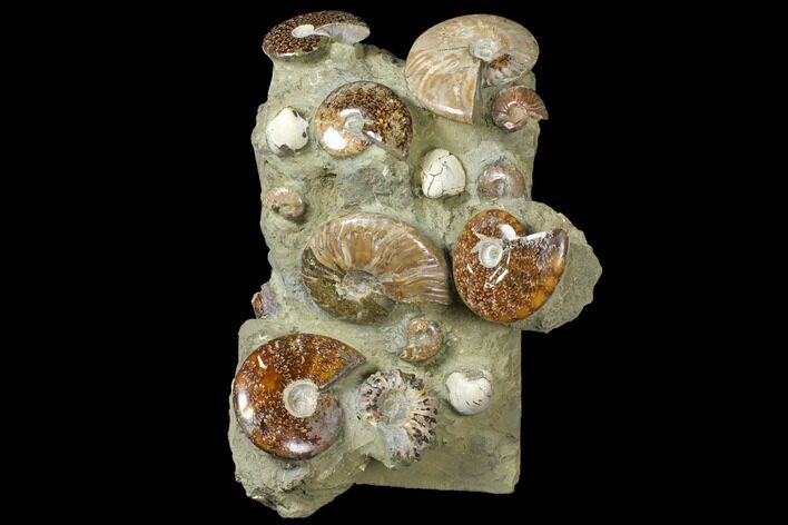 Tall, Composite Ammonite Fossil Sculpture #120705